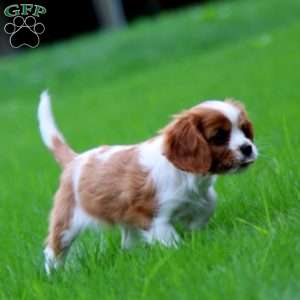 Will, Cavalier King Charles Spaniel Puppy