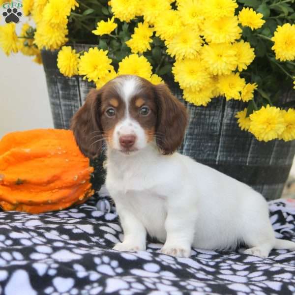 Willa, Dachshund Puppy