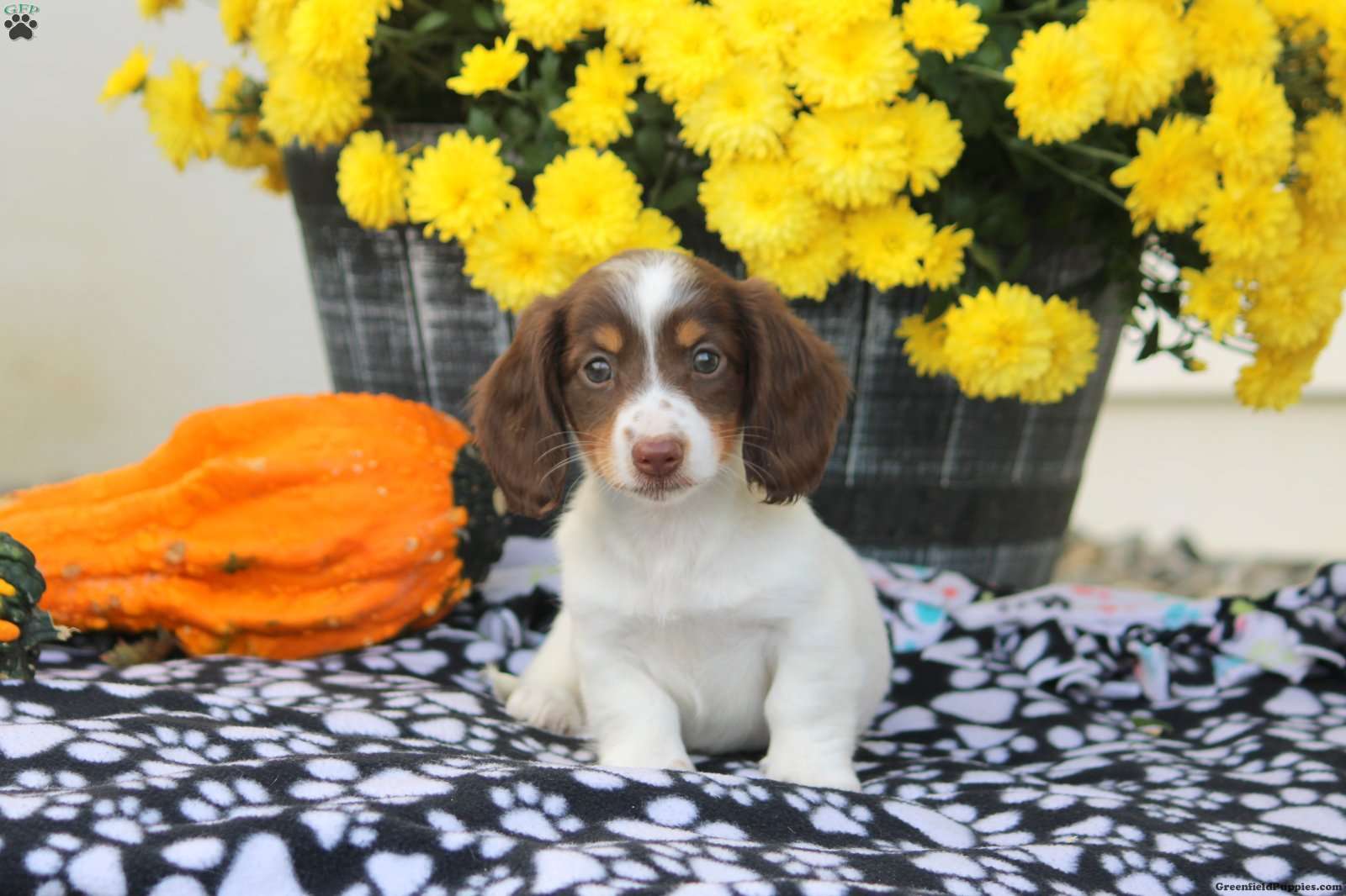 Willa Dachshund Puppy For Sale in Pennsylvania