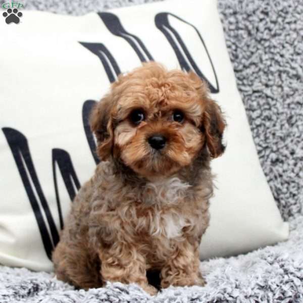 William, Cavapoo Puppy