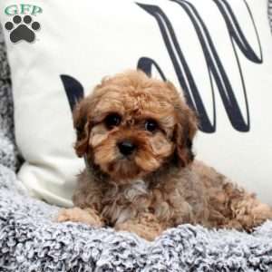 William, Cavapoo Puppy