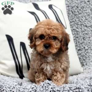 William, Cavapoo Puppy