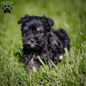 Willie, Miniature Schnauzer Puppy