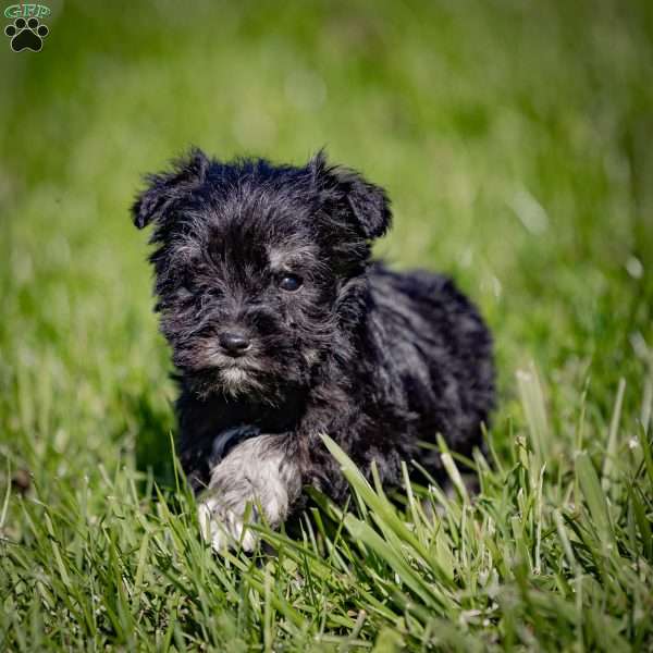 Willie, Miniature Schnauzer Puppy