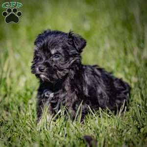 Willie, Miniature Schnauzer Puppy