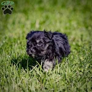 Willie, Miniature Schnauzer Puppy