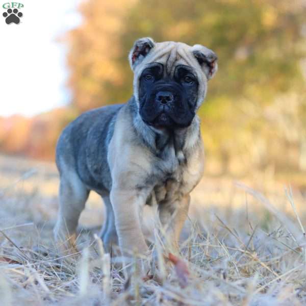 Willow, Cane Corso Puppy