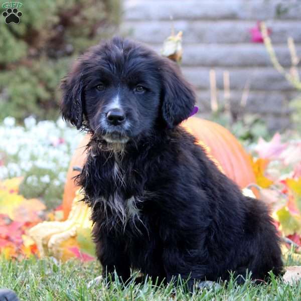 Willow, Bernese Golden Mountain Dog Puppy