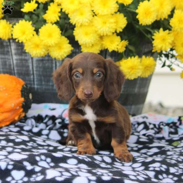 Willow, Dachshund Puppy