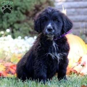 Willow, Bernese Golden Mountain Dog Puppy