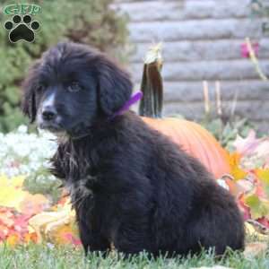 Willow, Bernese Golden Mountain Dog Puppy