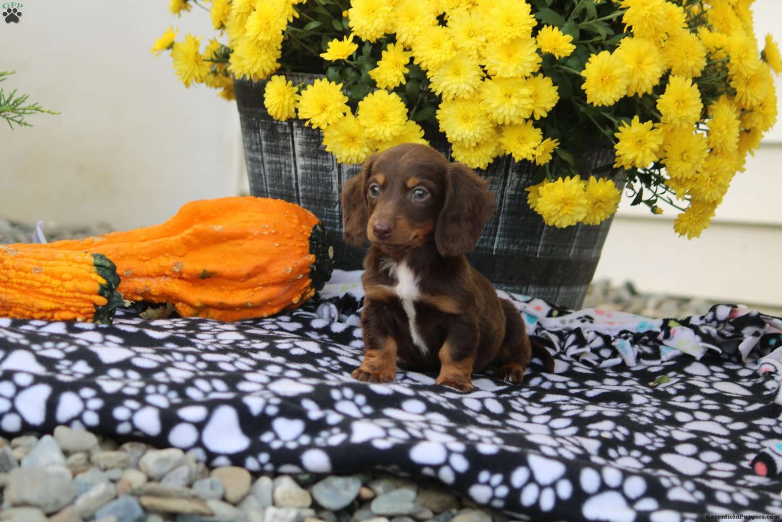 Willow Dachshund Puppy For Sale in Pennsylvania