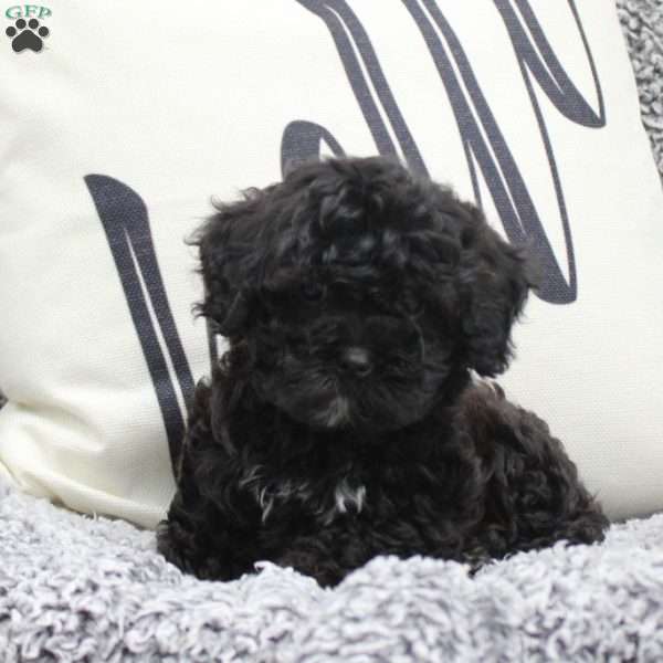 Willow, Cavapoo Puppy