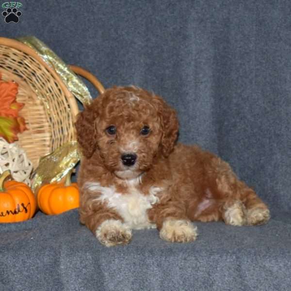 Willy, Miniature Poodle Puppy