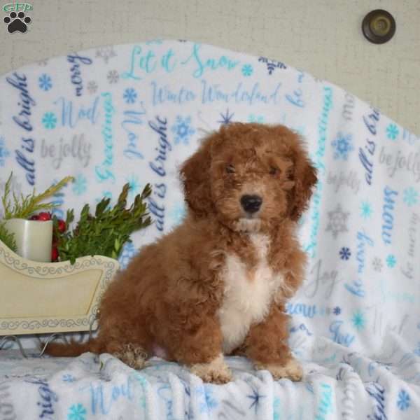 Willy, Miniature Poodle Puppy