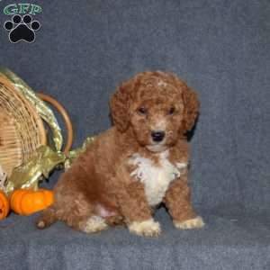 Willy, Miniature Poodle Puppy