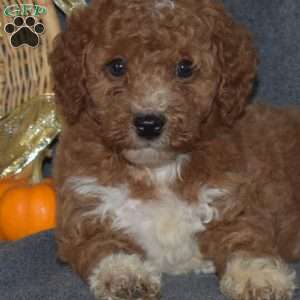 Willy, Miniature Poodle Puppy