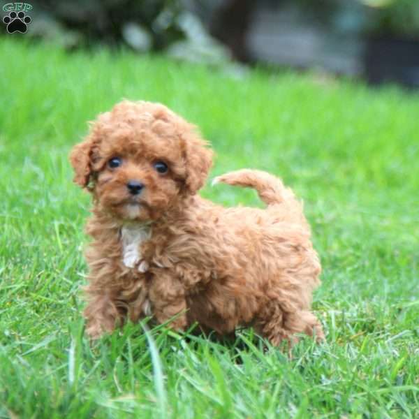 Willy, Cavapoo Puppy