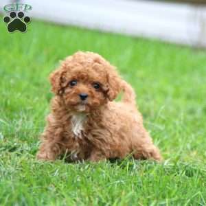 Willy, Cavapoo Puppy