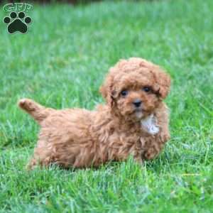 Willy, Cavapoo Puppy