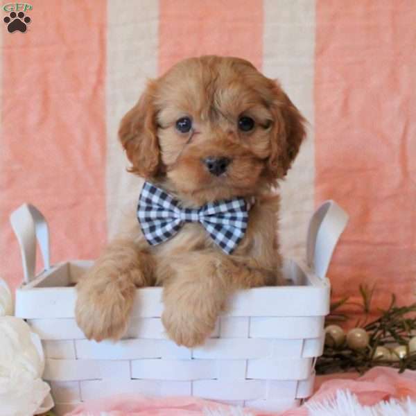 Wilson, Cavapoo Puppy