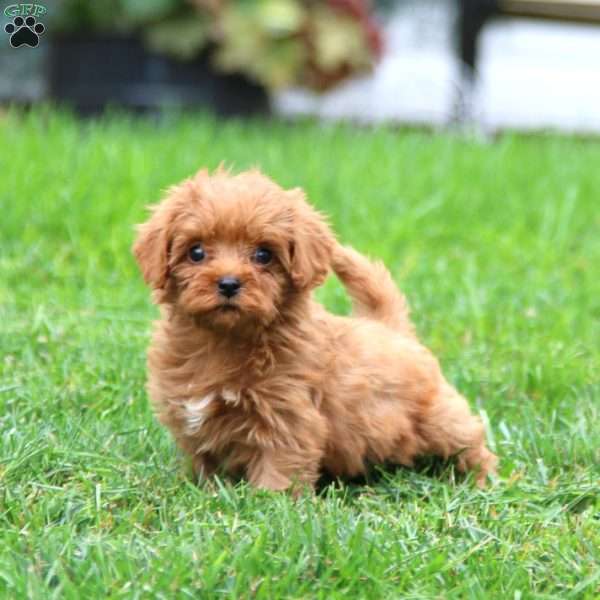 Winner, Cavapoo Puppy