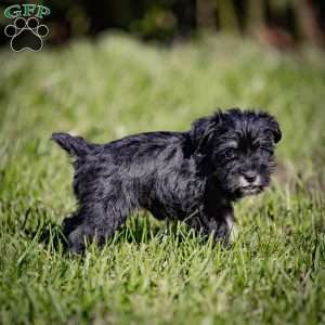 Winnie, Miniature Schnauzer Puppy