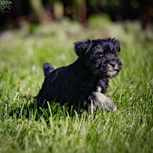 Winnie, Miniature Schnauzer Puppy