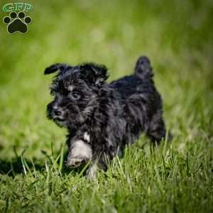 Winnie, Miniature Schnauzer Puppy