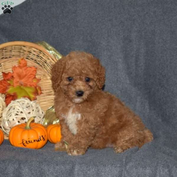 Winnie, Miniature Poodle Puppy