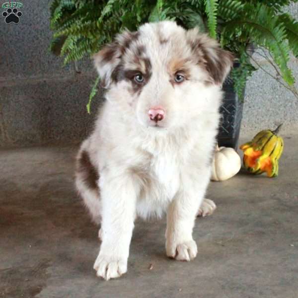 Winnie, Australian Shepherd Puppy