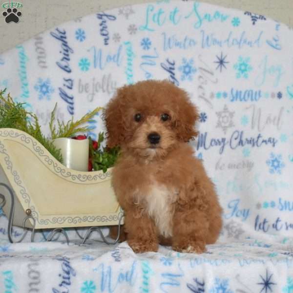 Winnie, Miniature Poodle Puppy