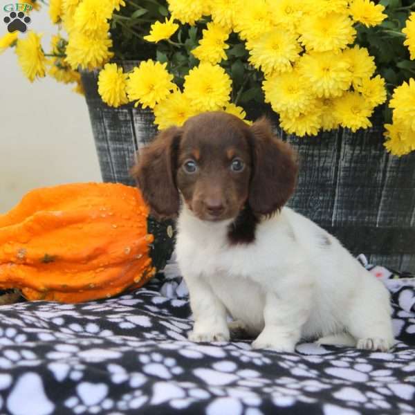 Winnie, Dachshund Puppy