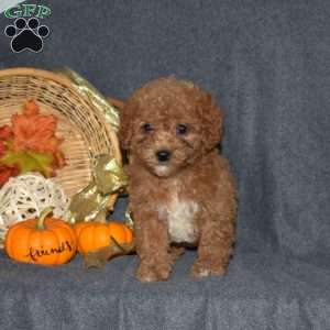 Winnie, Miniature Poodle Puppy