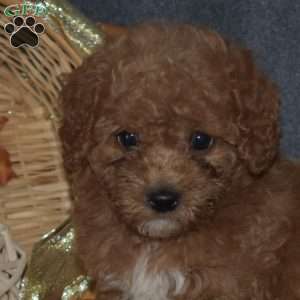 Winnie, Miniature Poodle Puppy