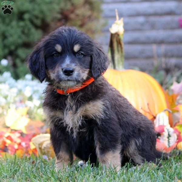 Winona, Bernese Golden Mountain Dog Puppy