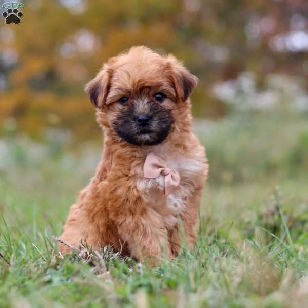 Winston, Yorkie-Chon Puppy