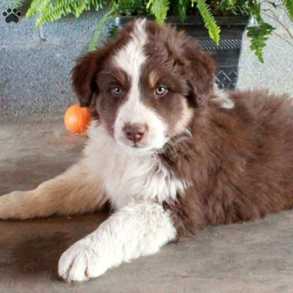 Winston, Australian Shepherd Puppy