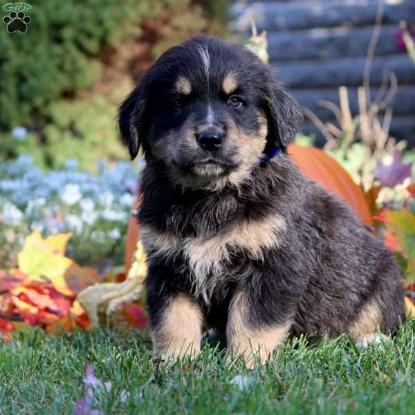 Winston, Bernese Golden Mountain Dog Puppy