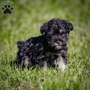 Winter, Miniature Schnauzer Puppy