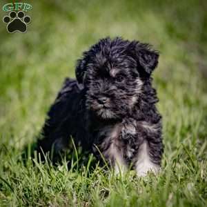 Winter, Miniature Schnauzer Puppy