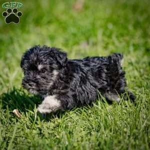 Winter, Miniature Schnauzer Puppy