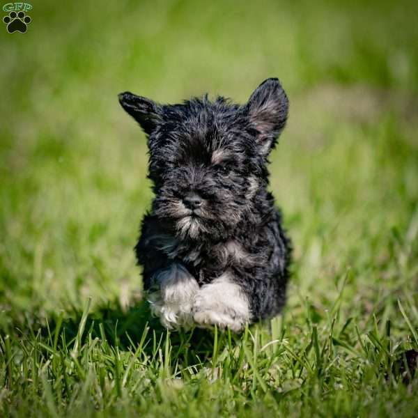 Winter, Miniature Schnauzer Puppy