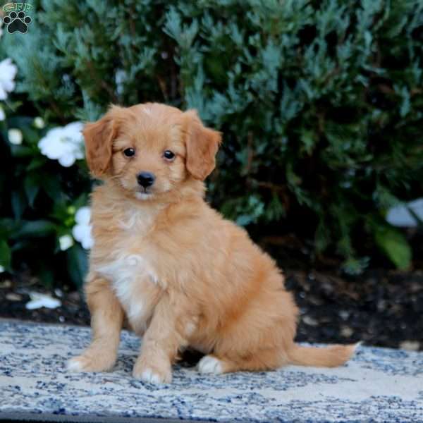 Wonder, Mini Goldendoodle Puppy