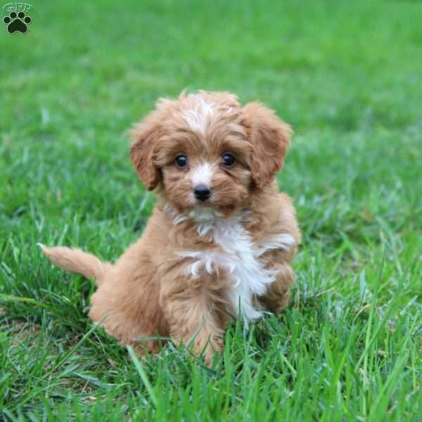 Wonder, Cavapoo Puppy