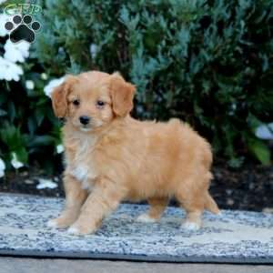 Wonder, Mini Goldendoodle Puppy