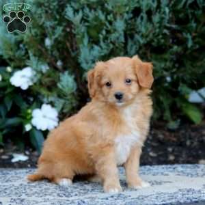 Wonder, Mini Goldendoodle Puppy