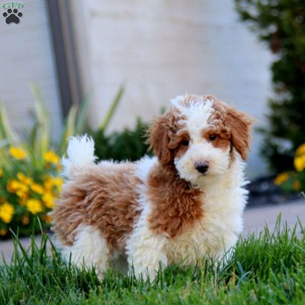 Wonder, Miniature Poodle Puppy