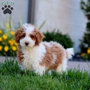 Wonder, Miniature Poodle Puppy