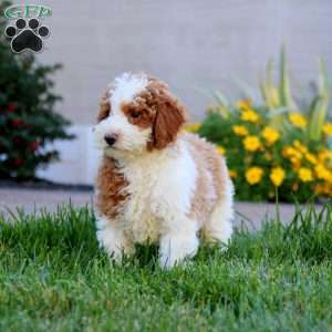 Wonder, Miniature Poodle Puppy